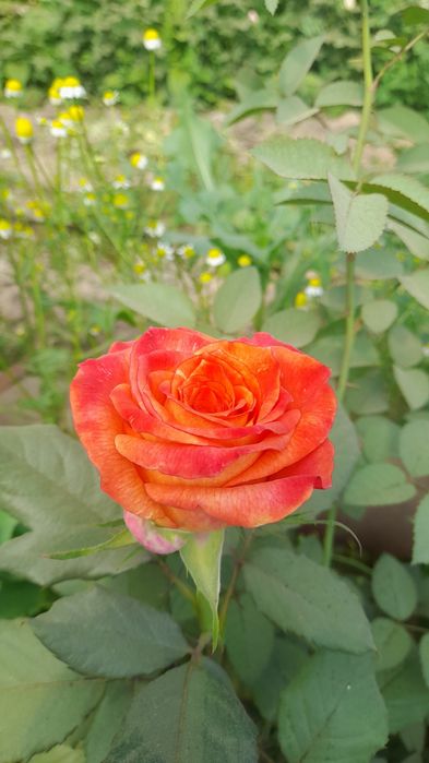 Англиские и Голландские розы