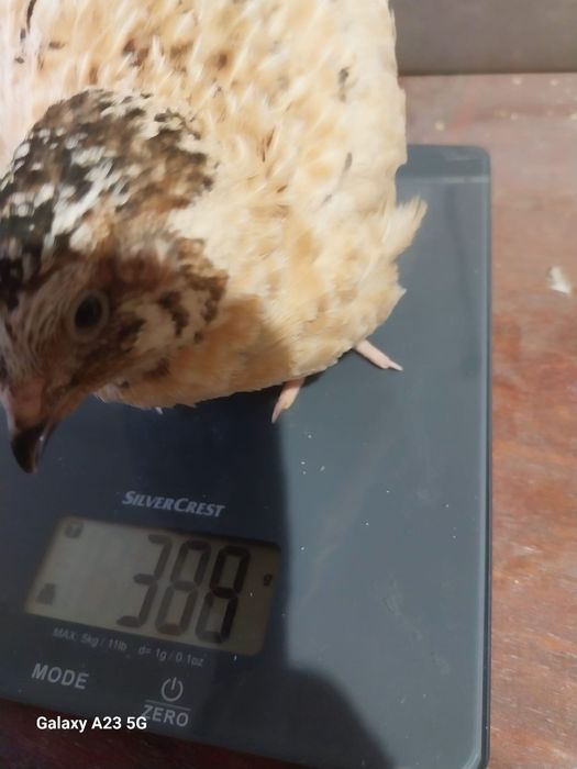 Prepelițe gigant polar, japoneze și jumbo gold