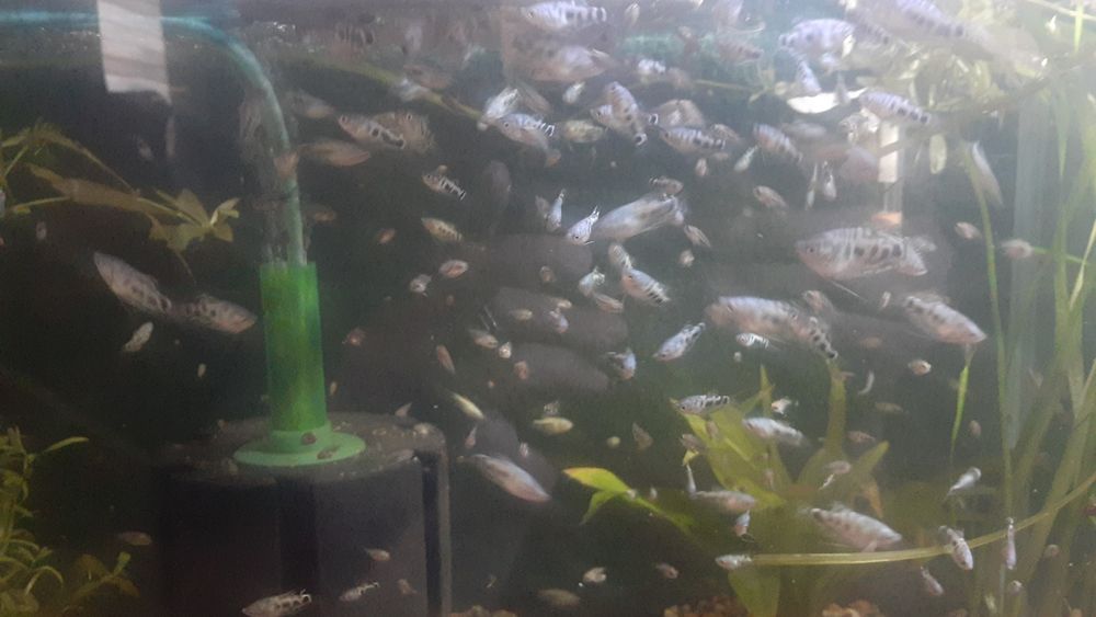 Мальки, рыбки для аквариума