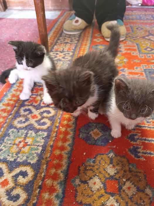 Продаются котята недорого 200.000 звоните