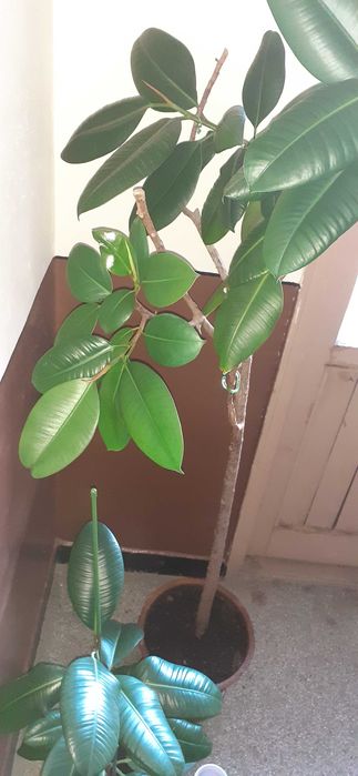 Фикуси (Голям + малък)