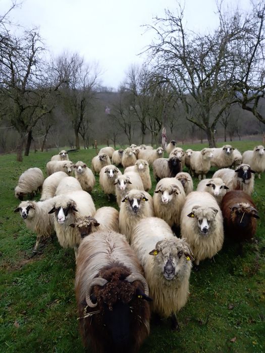 Vând oi tinere și miele de anul acesta