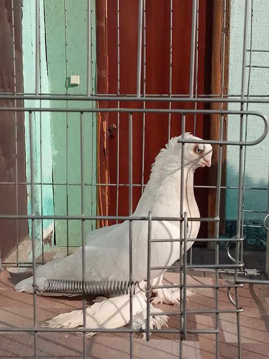 Продам голуби тараз