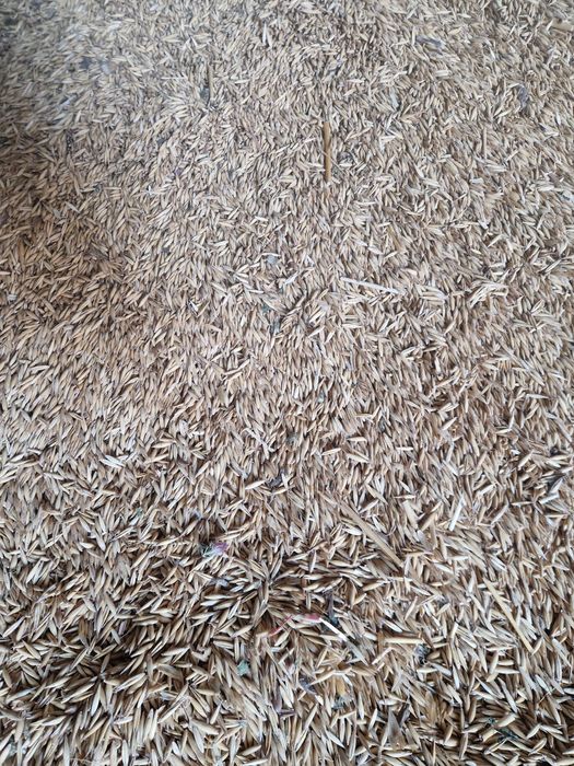 Ovaz  de  vanzare 1,5 lei /kg