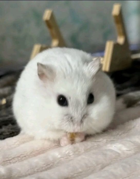 Хомяк джунгарский продаю