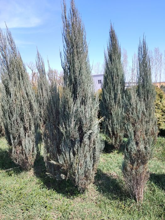 Маживельник, Туя.