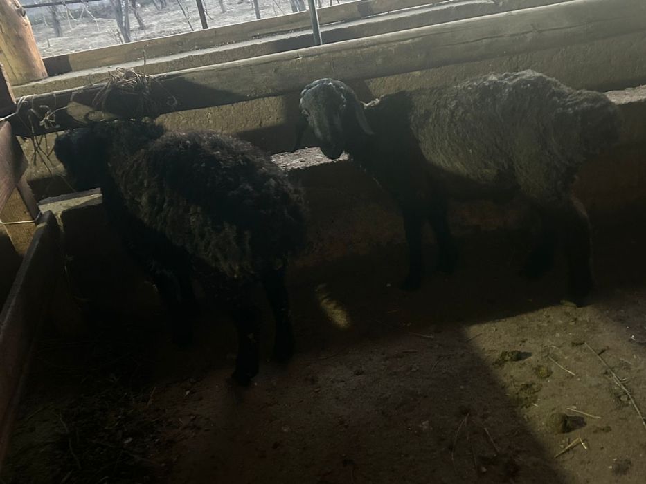 Срочно! Продаются бараны