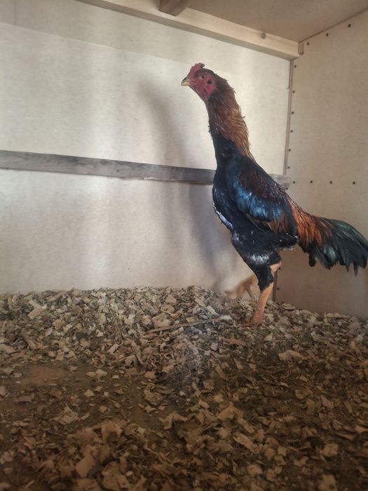 Қаны таза зат сатамын..