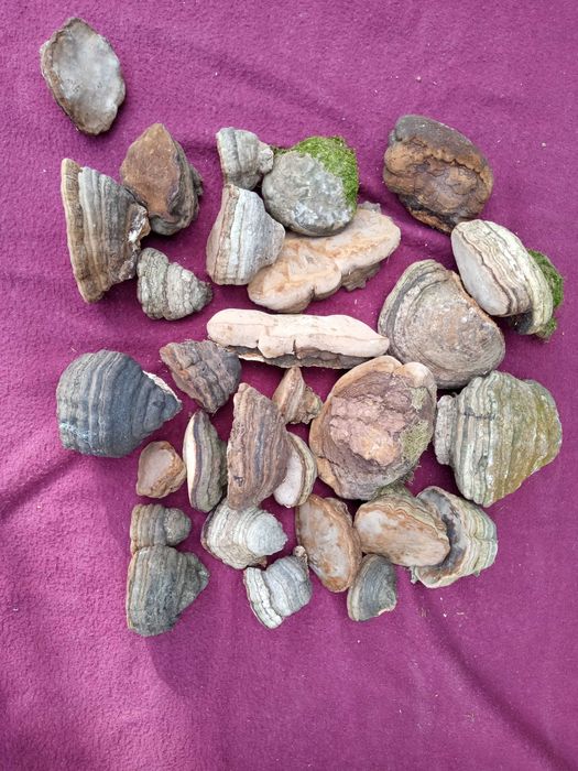 Agarikon-ciuperca unei vieti lungi