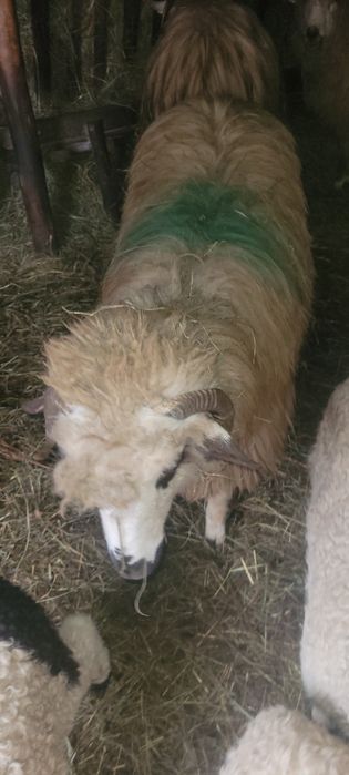 Vând o oaie cu miel și o mioara