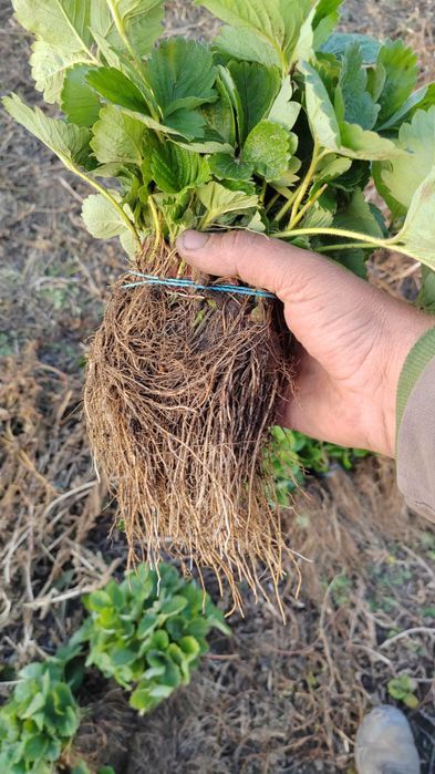 Stoloni Capsuni A+ Unifer/Remontant