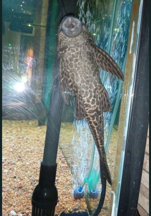 Аквариум -AKUAEL- 240 л.