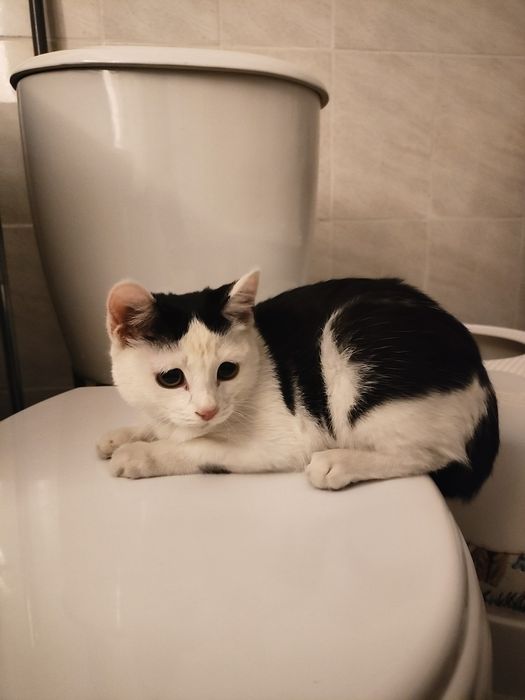 Пристраиваю котенка
