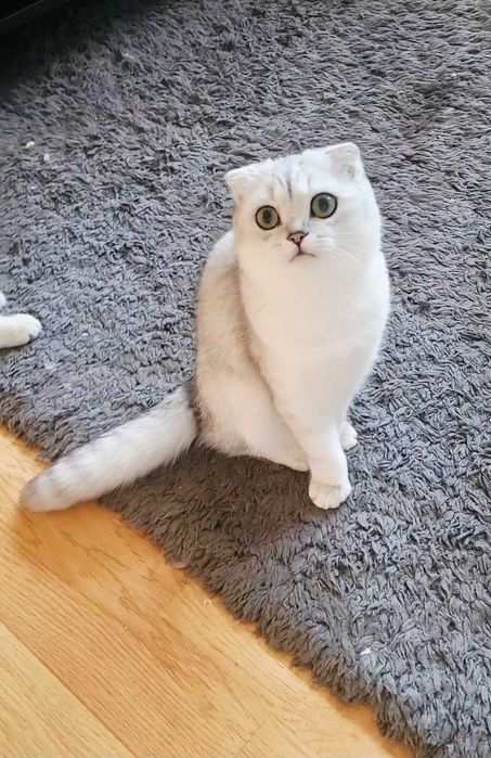 Baiat superb scottish fold cu pedigree