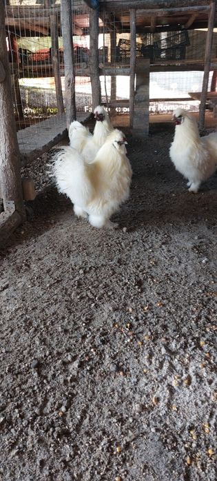 Vand cocosi matase japoneza