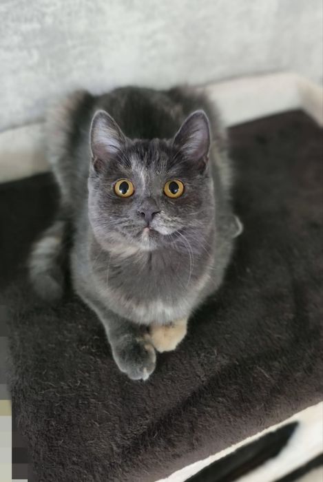 Кошечка в добрые руки