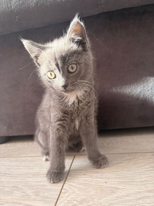 Котёнок мальчишка ищет родителей