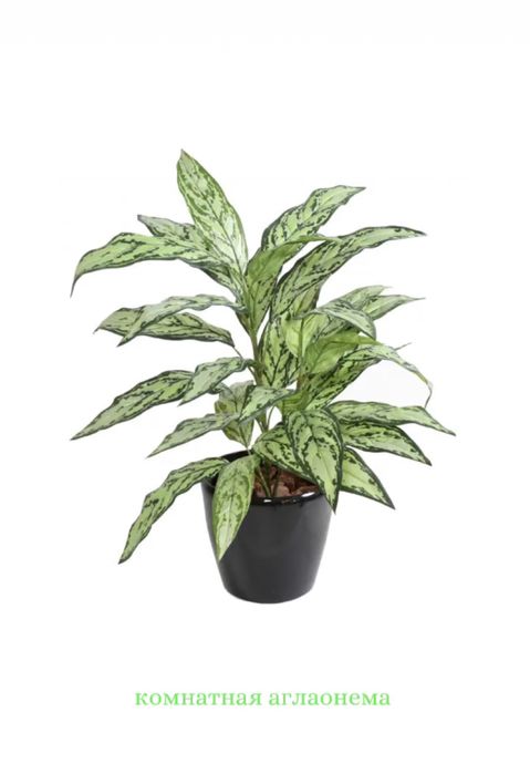 Комнатные цветы Каскелен, Цветы каскелен, каскелен цветы