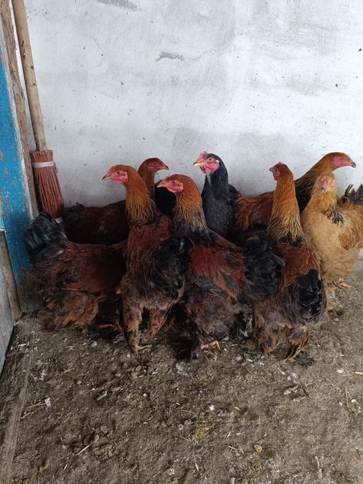 Продам петушков молодых,