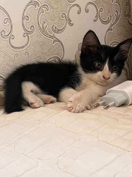 Кошка 4-5 месяц пол мальчик и девочка