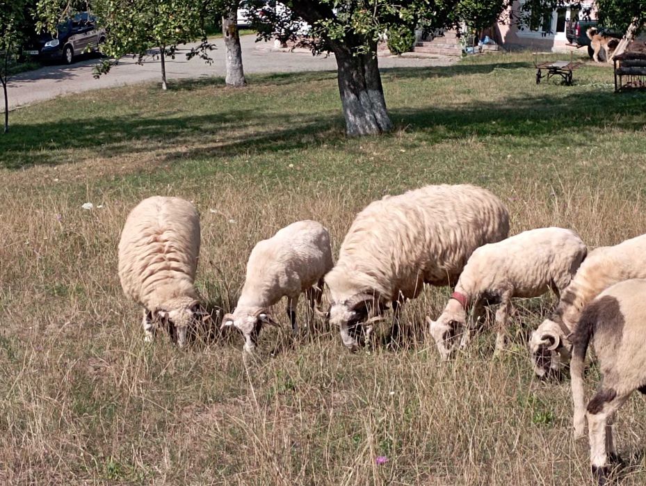 Berbec  de un an de vânzare