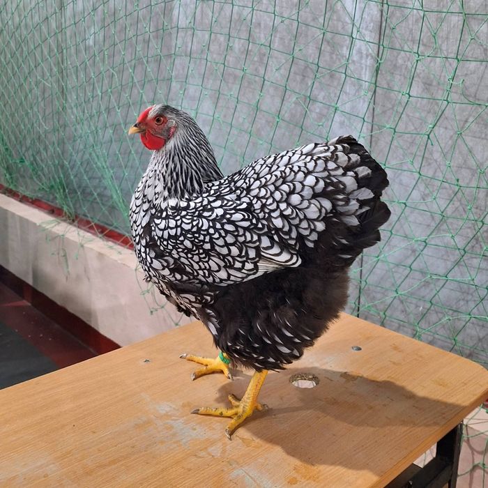 Ouă wyandotte argintiu