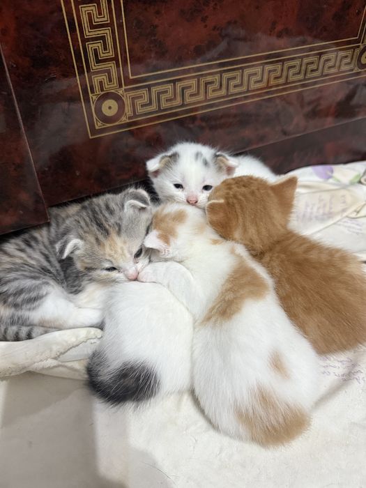 котята вислоухие