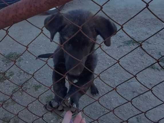 2 малки кученца спешно търсят дом!