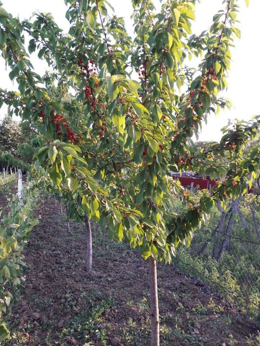 Vanzare teren intravilan (sat Maldaresti, comuna Dealu Morii, jud. Bacau)