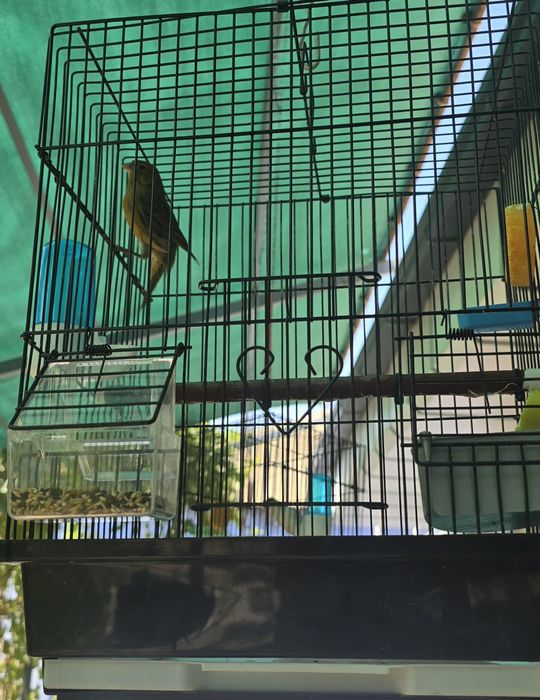 Канарейка сотилади