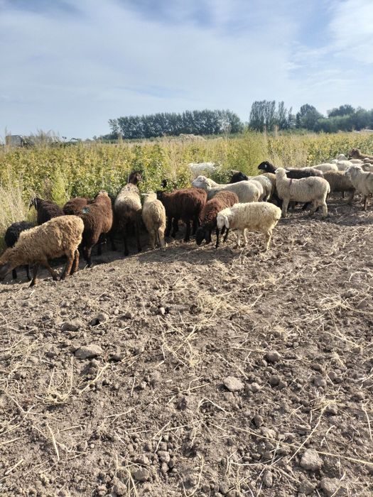 Қой ешкі тоқты сатылады