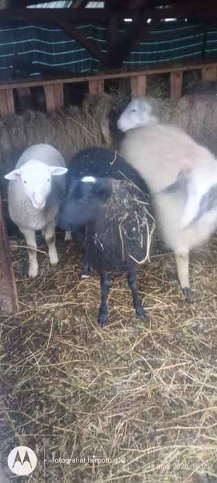 Vând mieide carne pentru sacrificat sau ținut