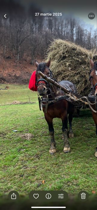 Vand iapa de 6 ani !