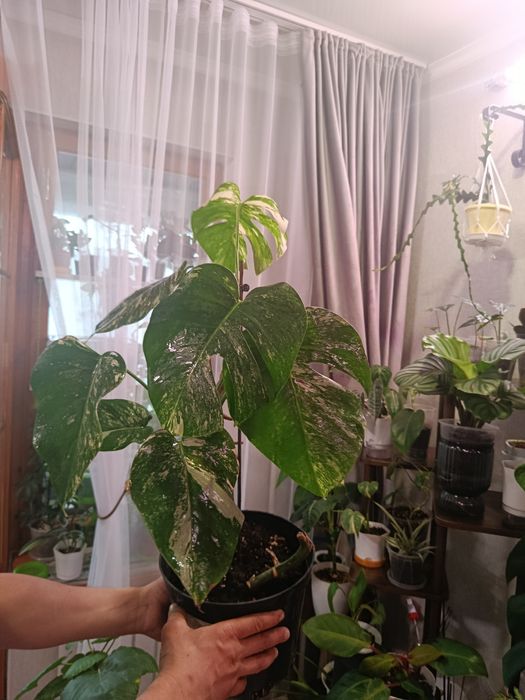 Продам комнатные цветы