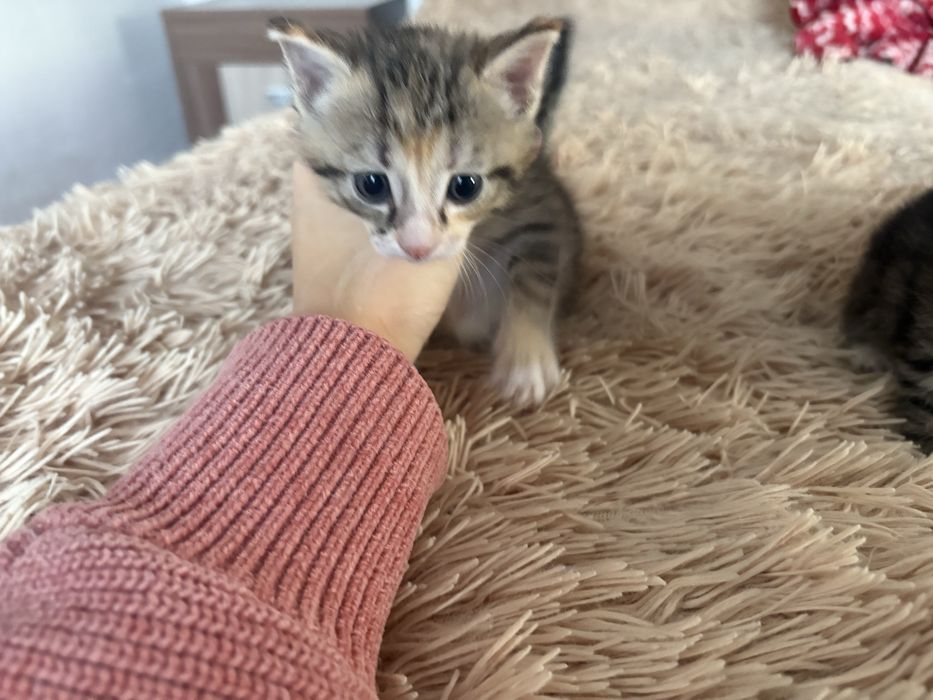 Раздаем котят,БЕСПЛАТНО!