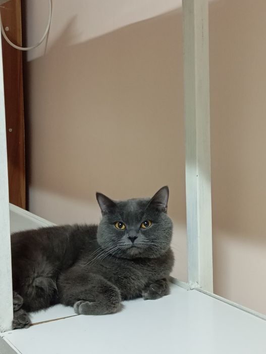 SCOTISH FOLD . Toza zotli soʻlim Erkak mushug. 6 oylik