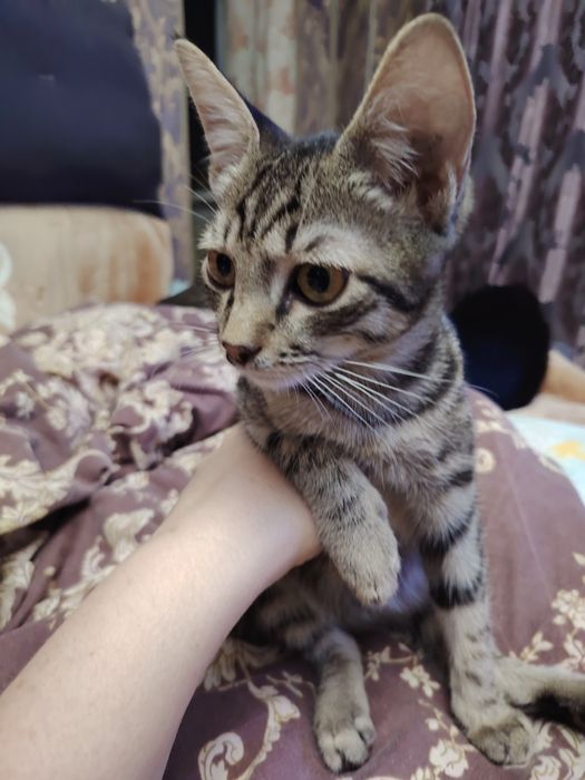 Отдается в добрые руки котик