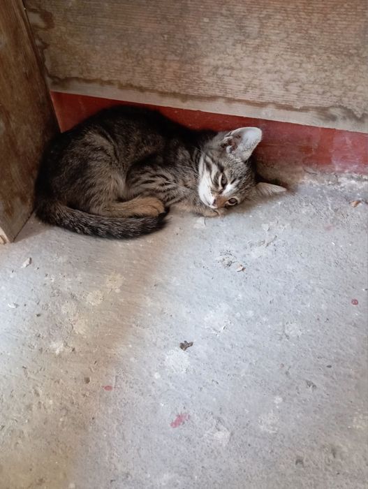 Котята двухмесячные