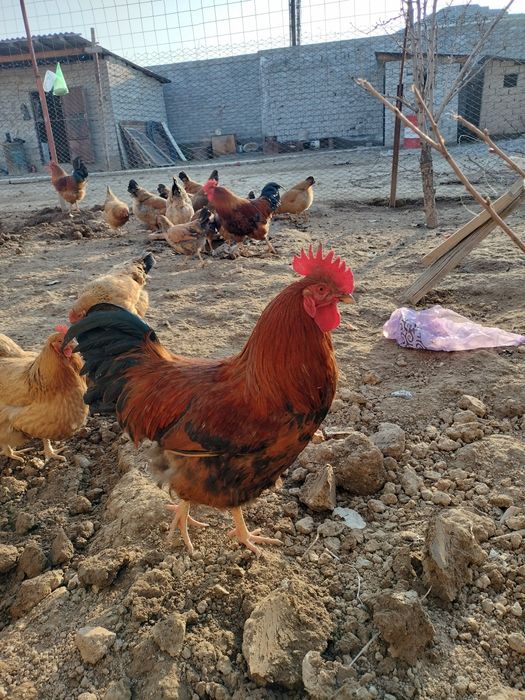 Кучинский петух сатылады