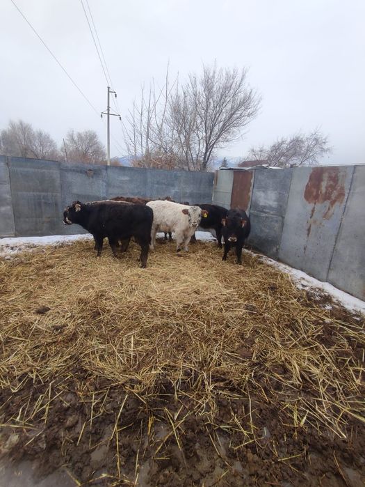 Продаются бычки ...