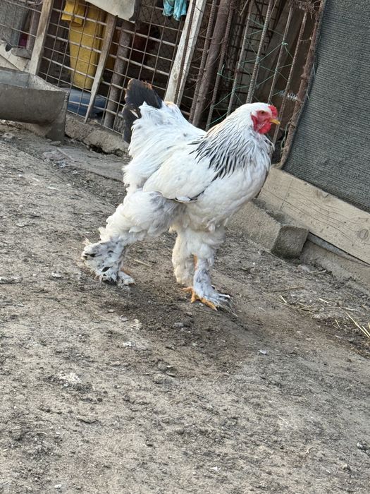 Vand oua de la gaini brahma hd dar si de la chochinchina pitic negru/bobtail
