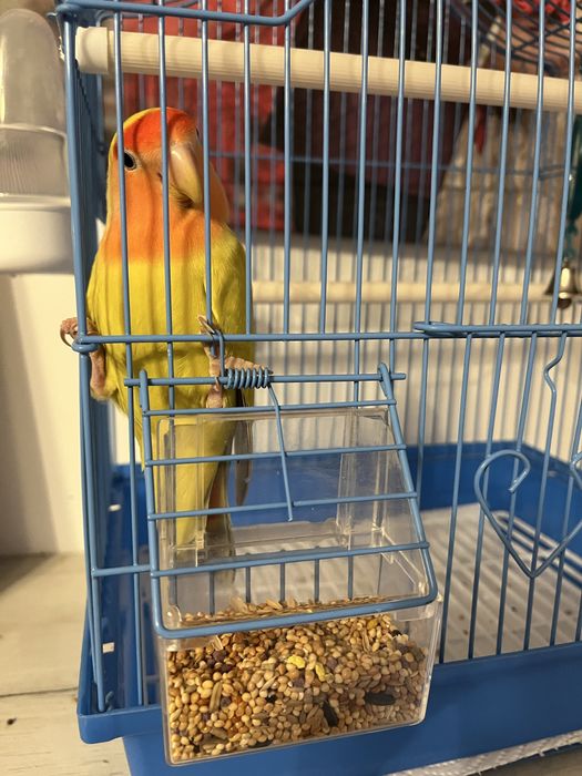 Schimb/vand femela Agapornis Roseicollis