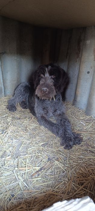 Дратхар күшік сатылады .