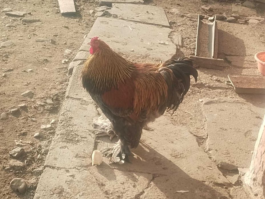 brahma barat și potârnichiu rasă pură