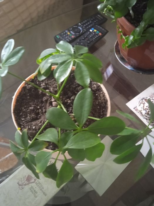 Домашние растения