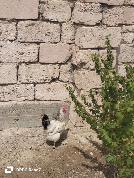 Адлер тауык птицы