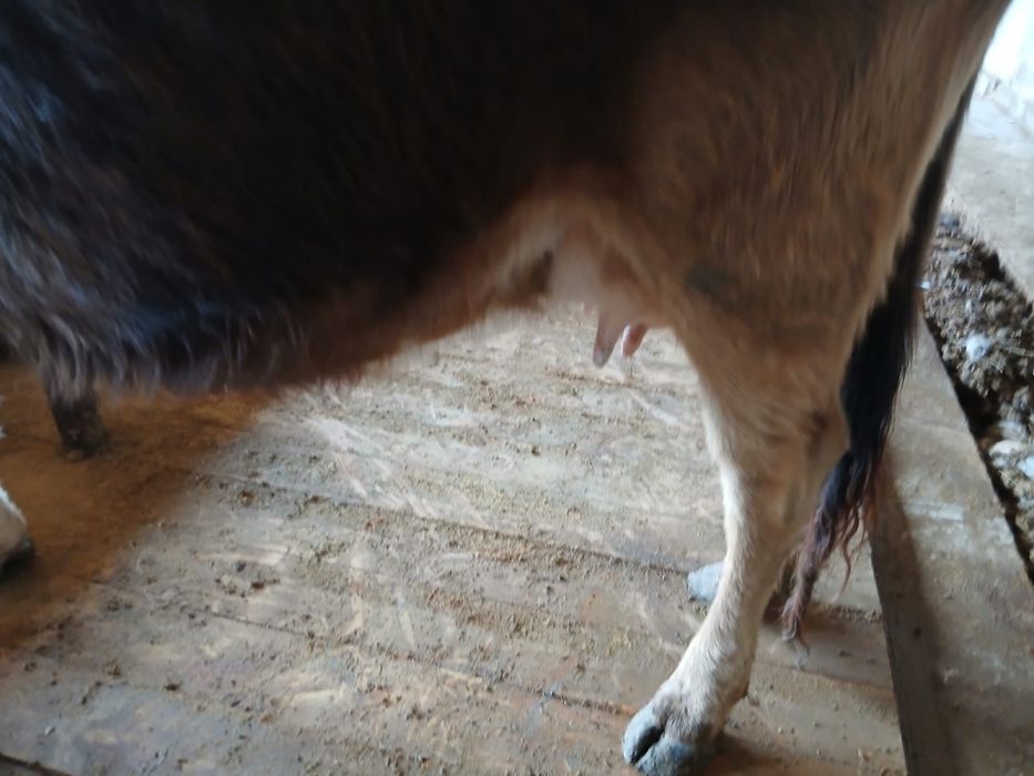 Бұзаулы сиыр сатылады .