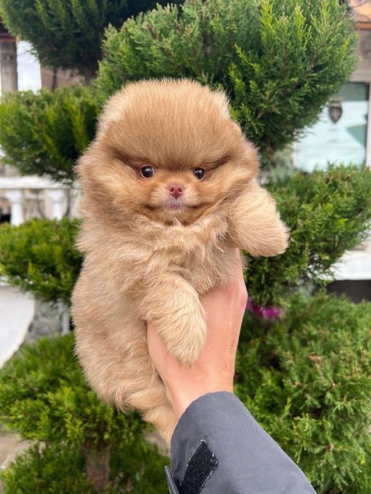Померан/Poomeranian