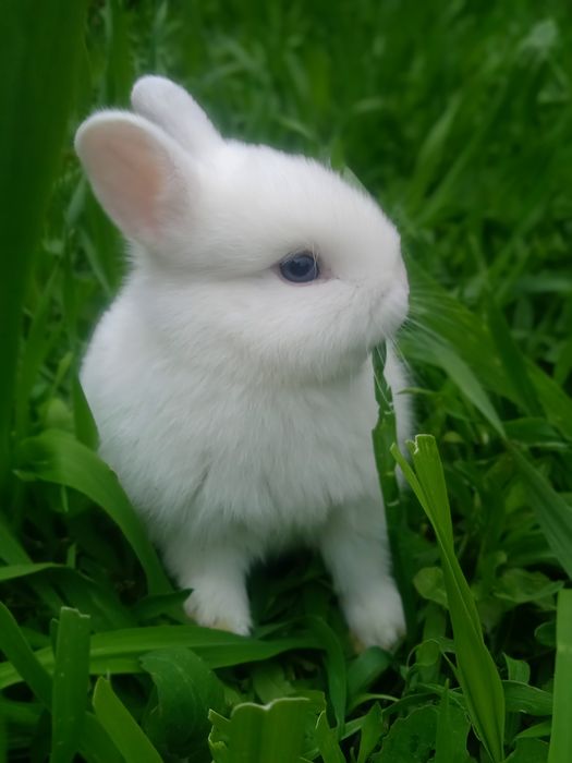 Кролик Декартивный