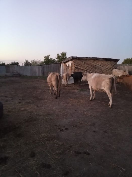 Продам коров ,бычки коровы,телята